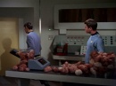 trouble-with-tribbles-565.jpg