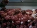 trouble-with-tribbles-705.jpg